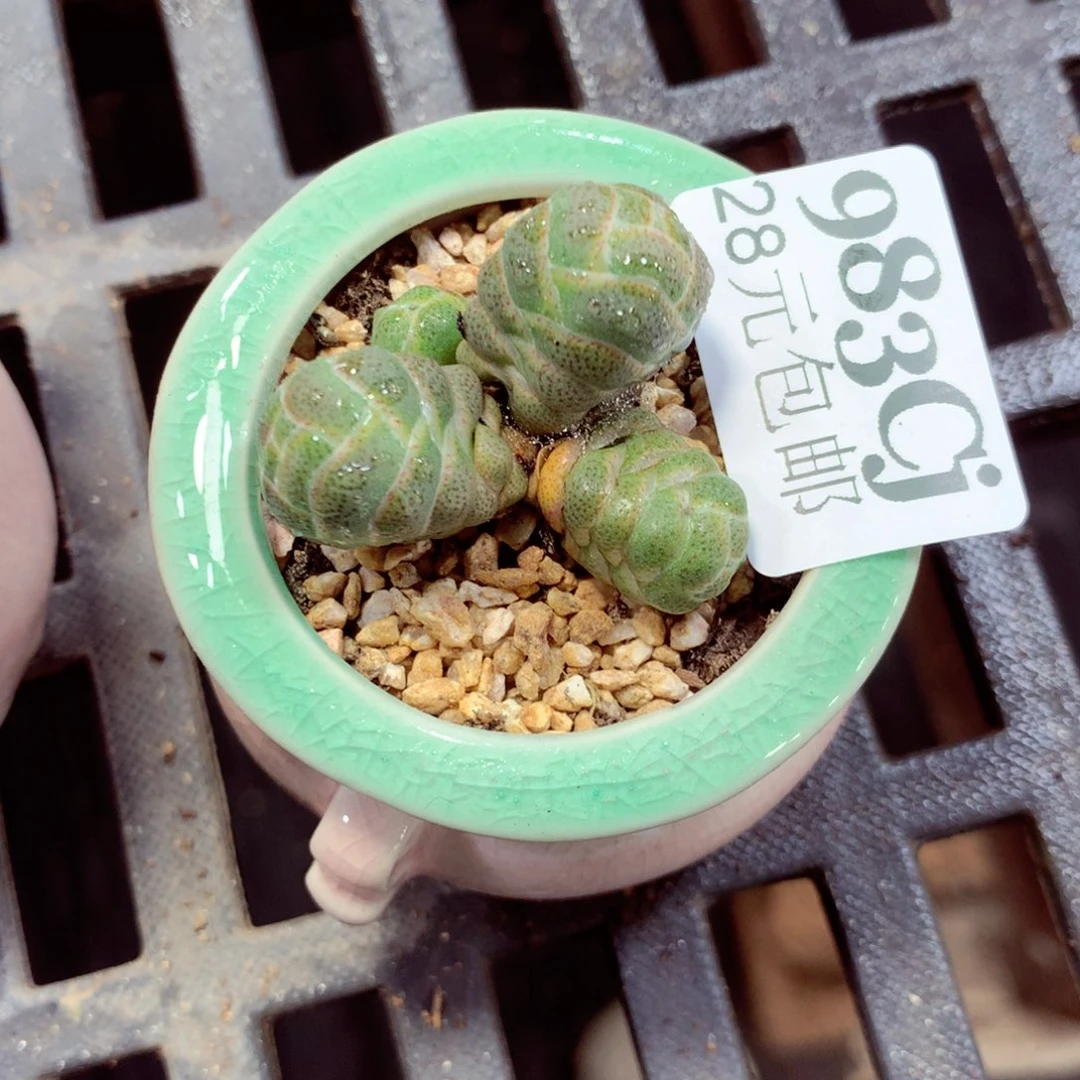 5厘米盆精控多肉983