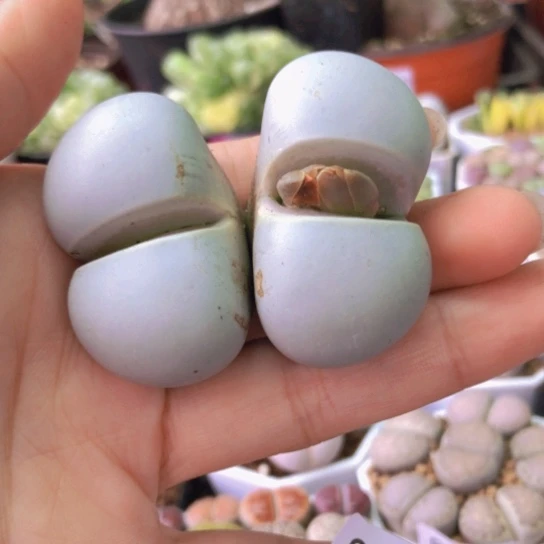 0025，无纹大白老皮老疤大双头