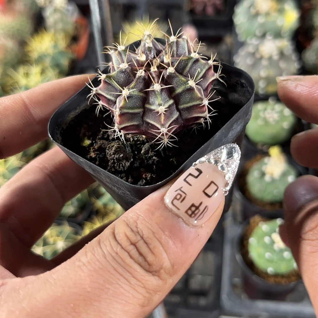 美纹牡丹单头发货有根