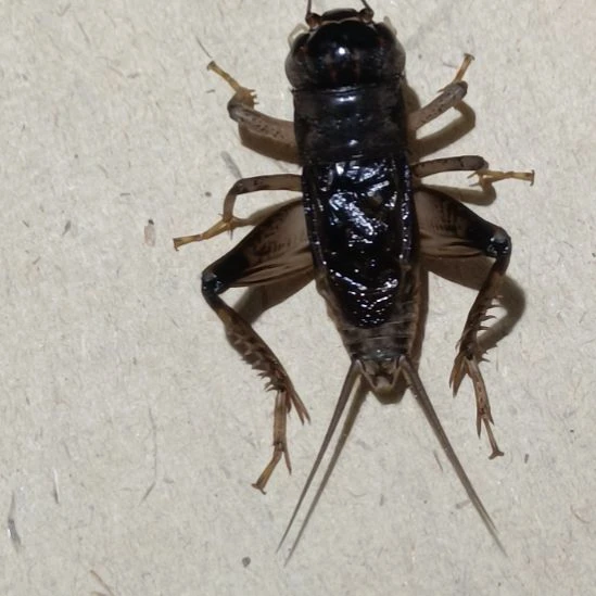 坤园份房蟋蟀蛐蛐