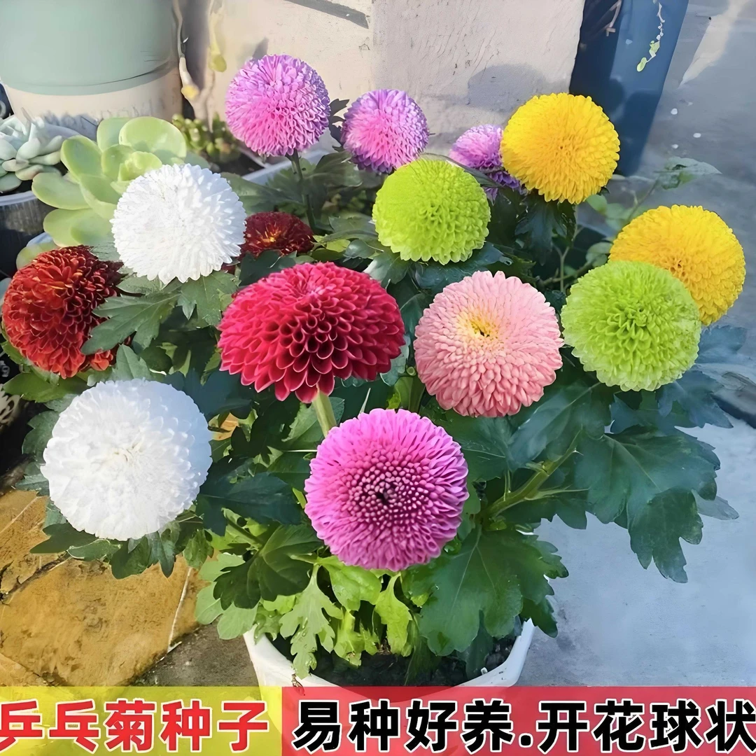【混色乒乓菊种子】家庭阳台小院四季种植盆栽地栽易种易活