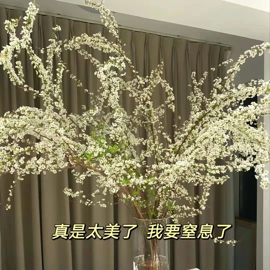 雪柳鲜枝枝支盆栽干枝水养插花水培植物耐寒室内花卉绿植遇水开花