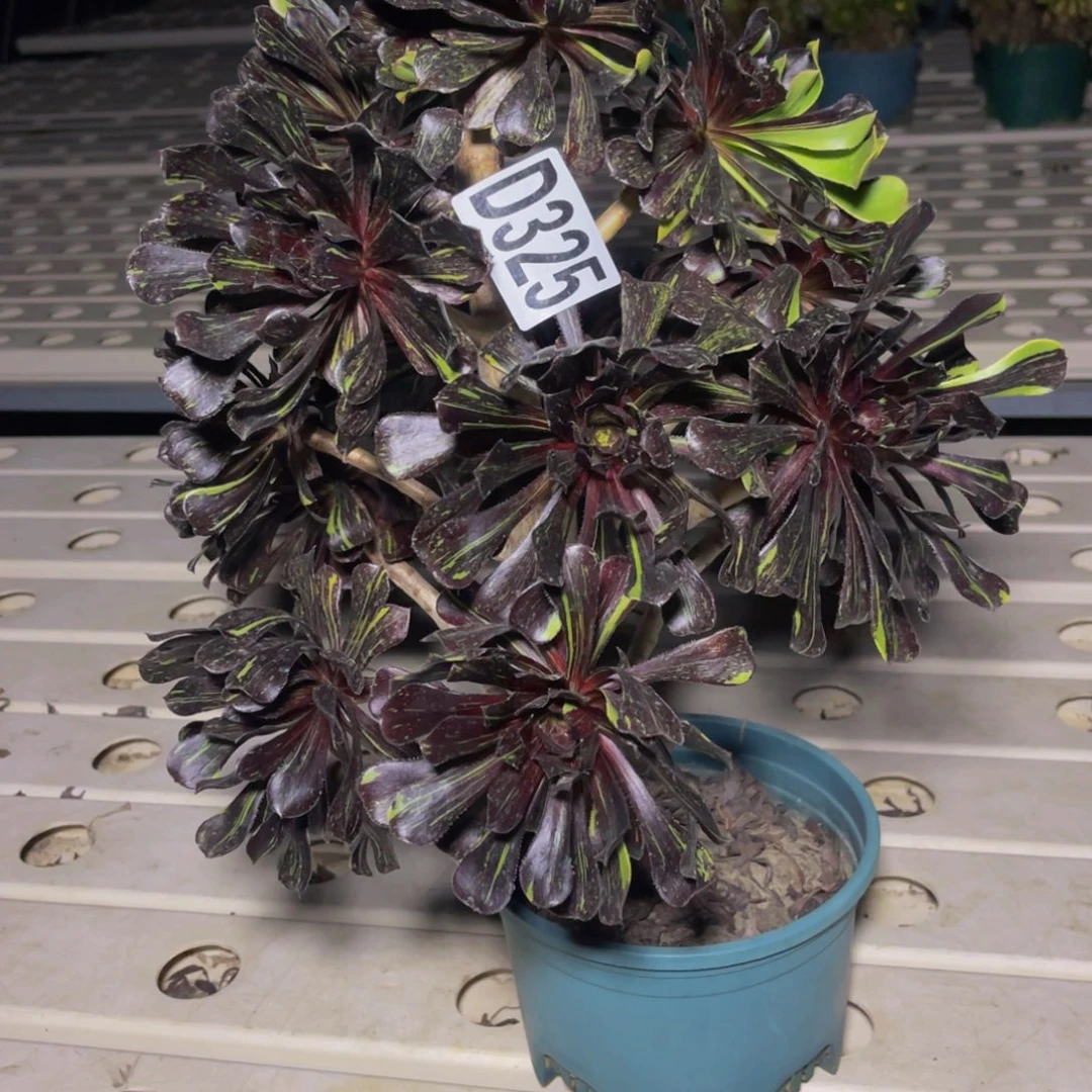 水墨丹青没主头7-47包邮