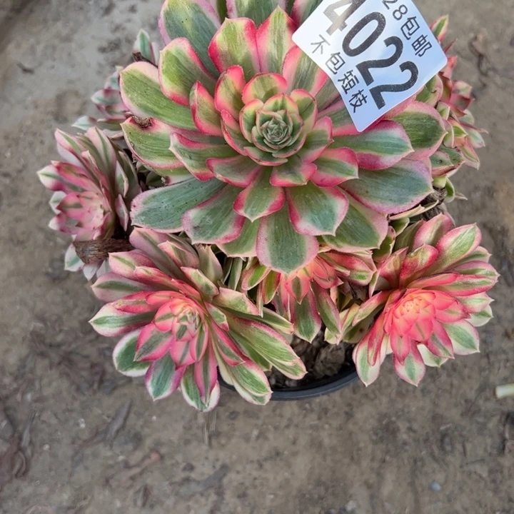 4022多肉植物糖心半荔枝