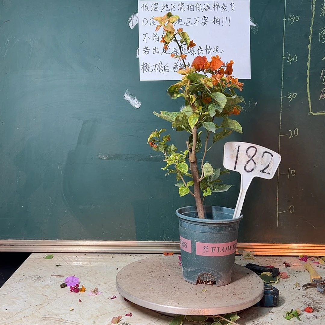 完全开放雪花橙 182