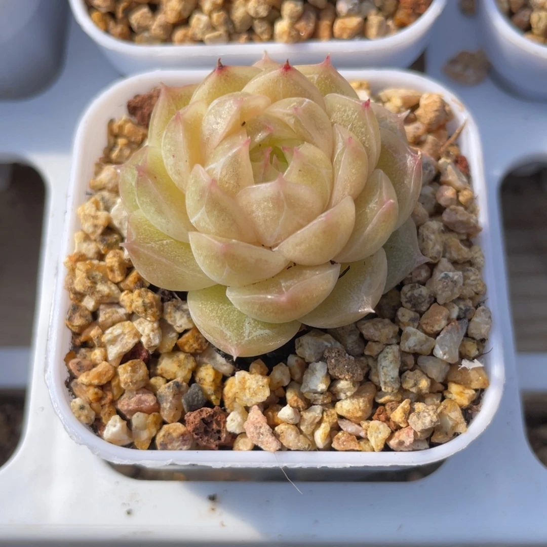 优选麦杆多肉福利2754