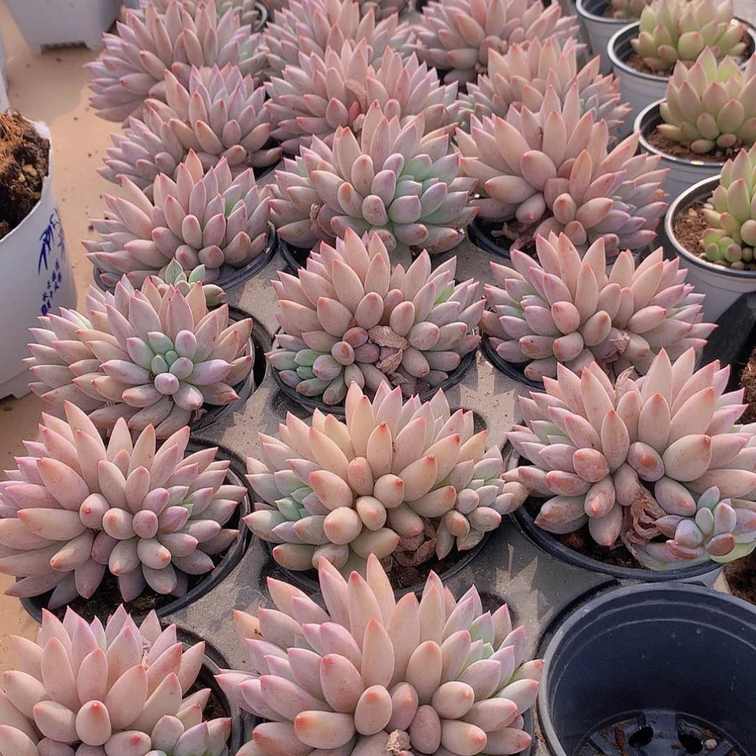 所罗门3456788999900