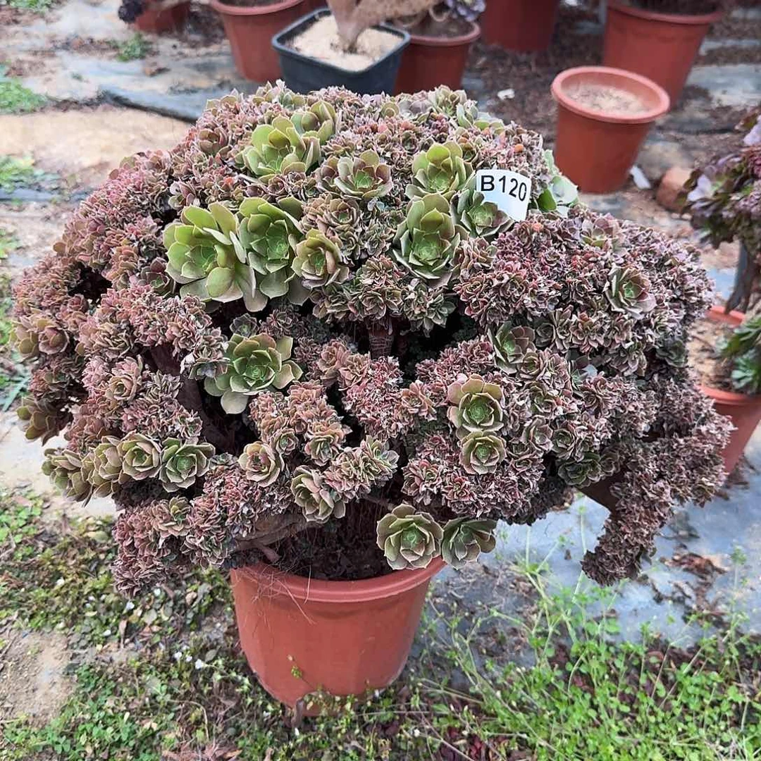120玫瑰有伤一颗朵朵