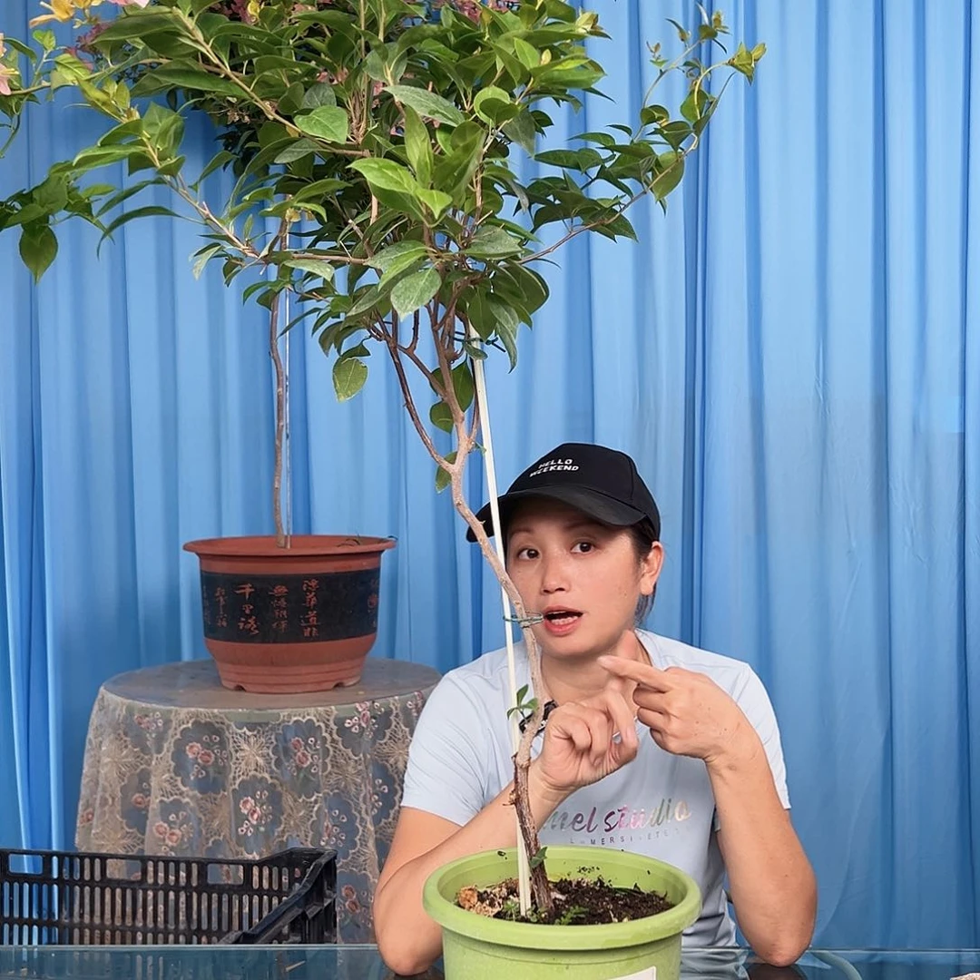 大部分开放少量花苞J45金发