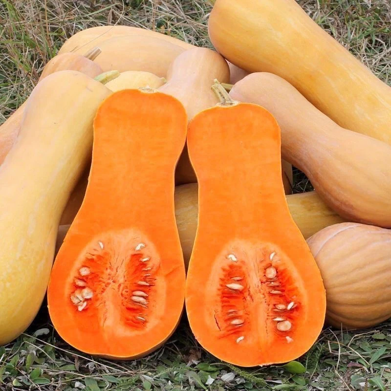 【精品南瓜】奶油南瓜超甜新鲜头茬奶油南瓜软糯香甜适合宝宝辅食