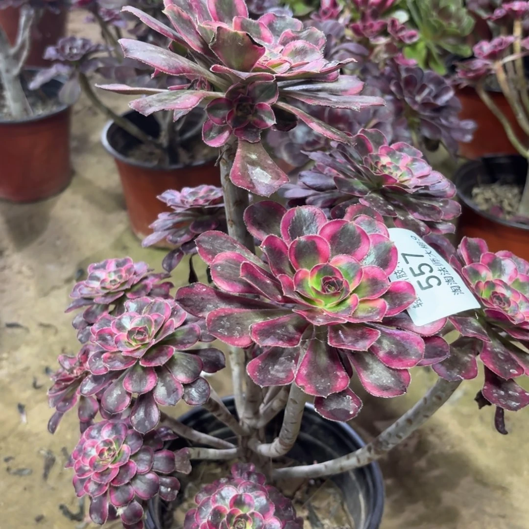 557丽娜多肉植物法师