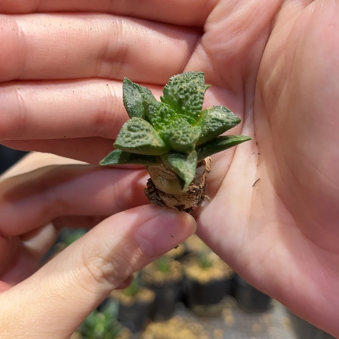 3.5cm实生好基因哥斯拉牡丹