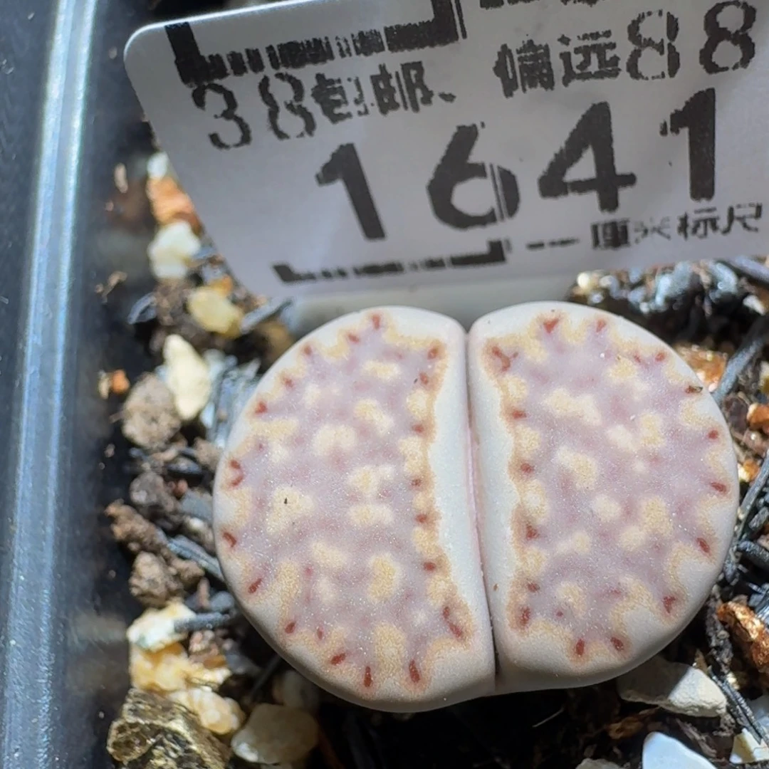 zzzz生石花肉锥1641