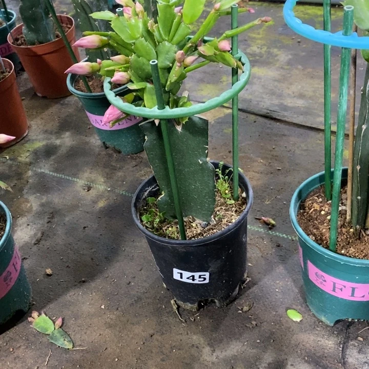 大部分花苞少量开放?*包145嫁接068