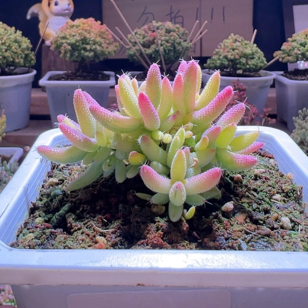 493玉米锦一物一拍包开箱