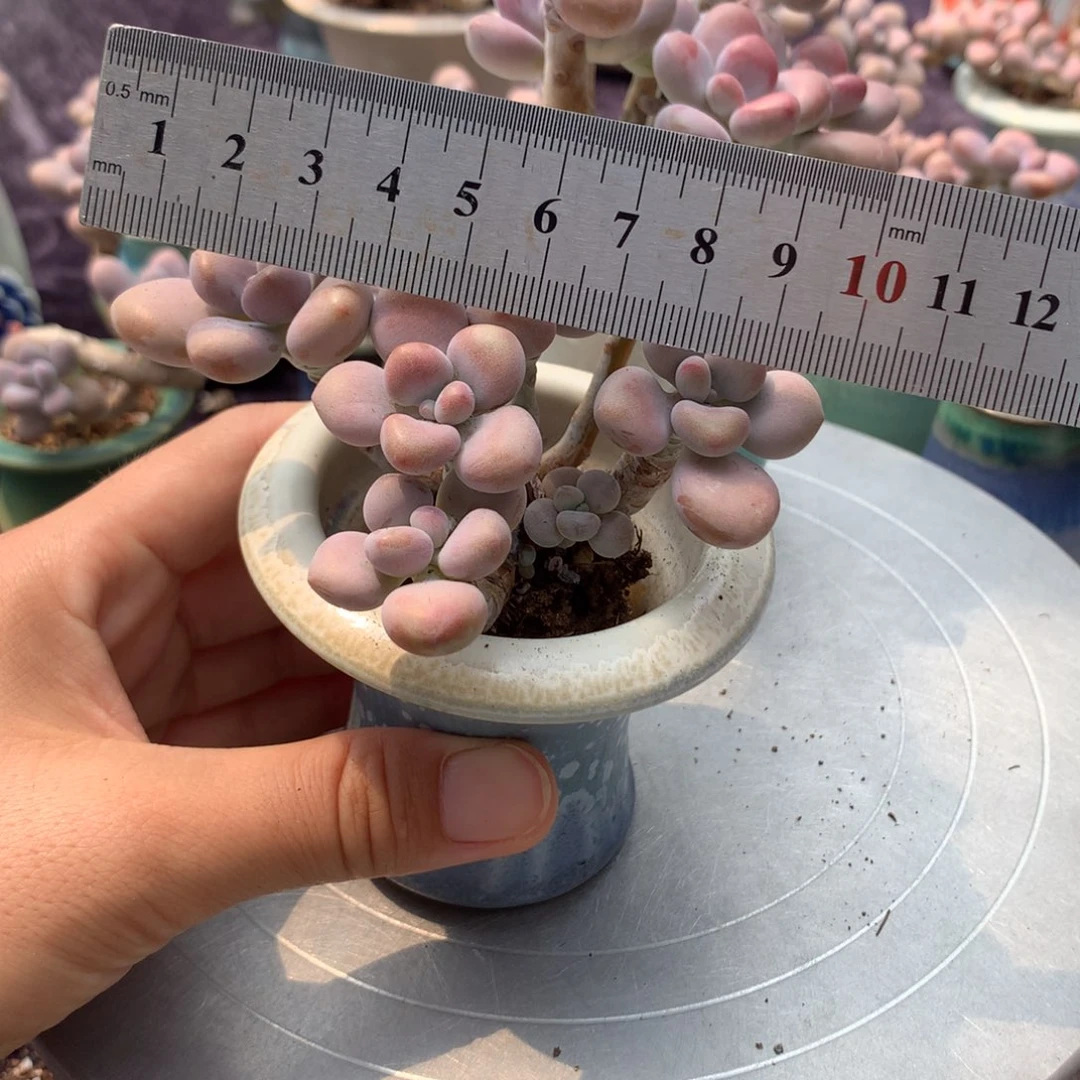 50感带盆偏远地区不包邮的