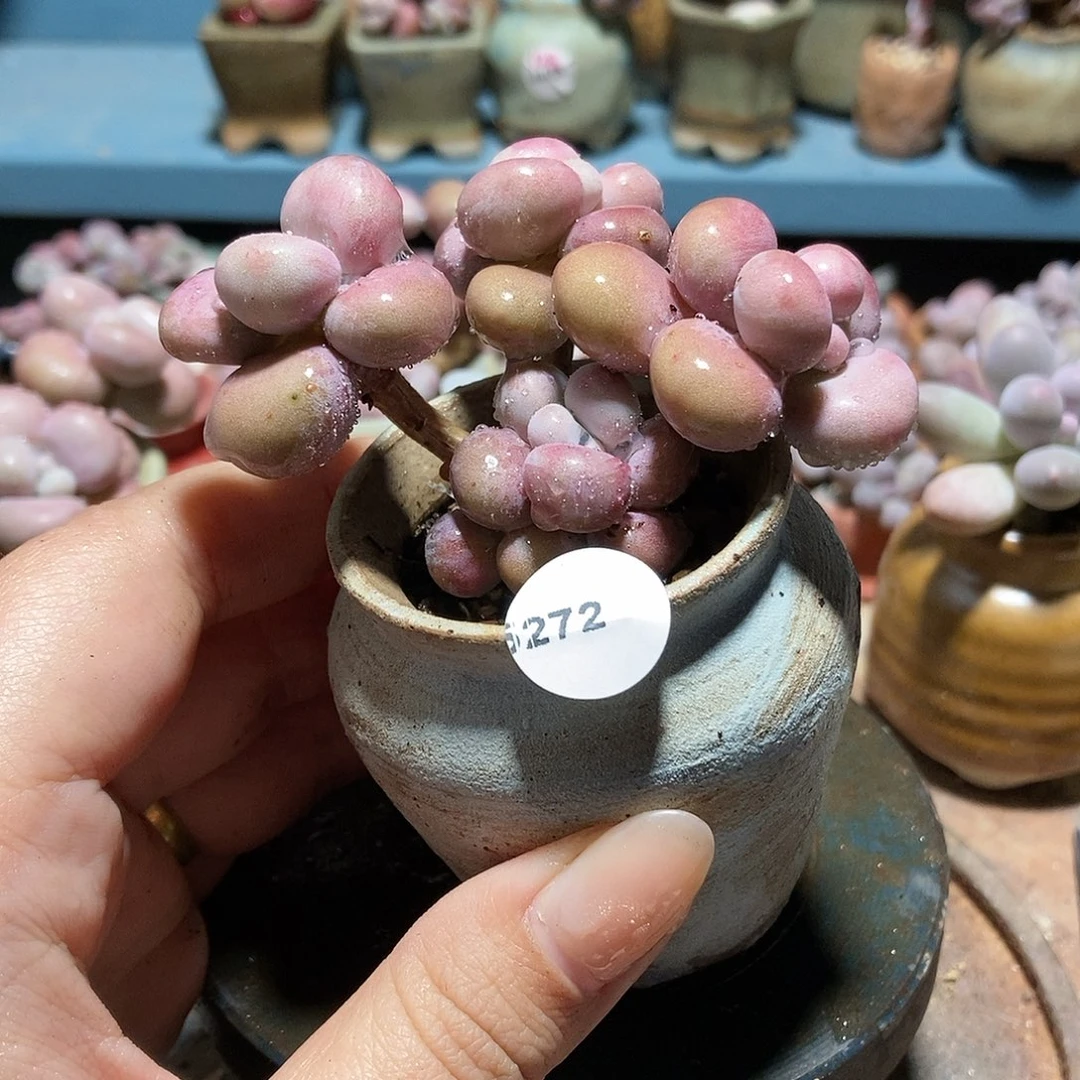 娜*～5272糖果腰子蛋带盆土