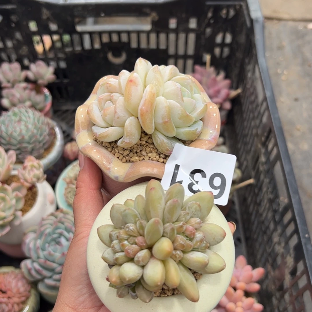 X*631 多肉植物组合盆栽