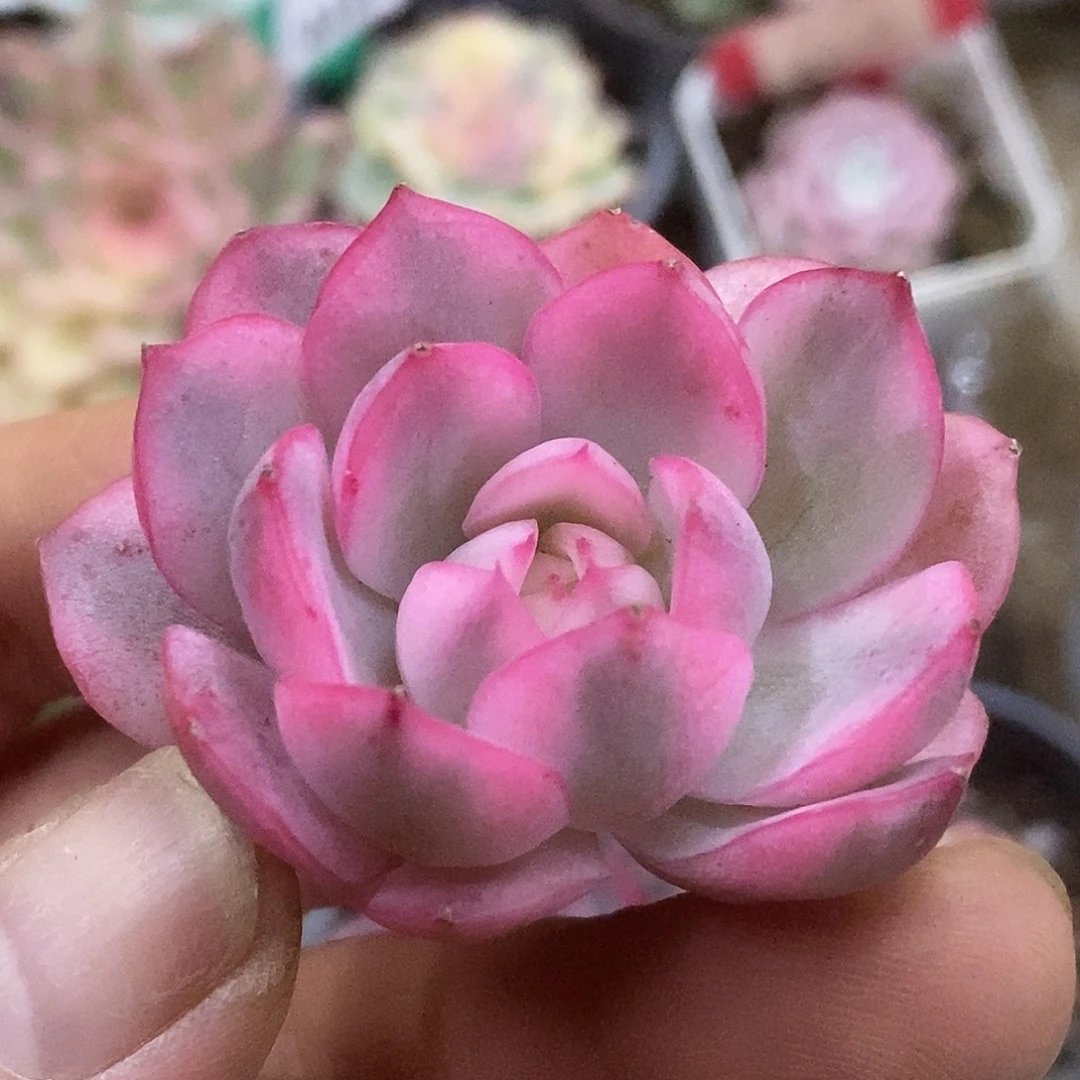 122头盖哈哈哈哈哈哈