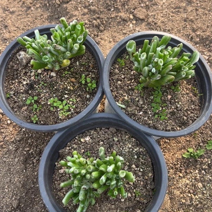 吸财树锦三颗组多肉植物量