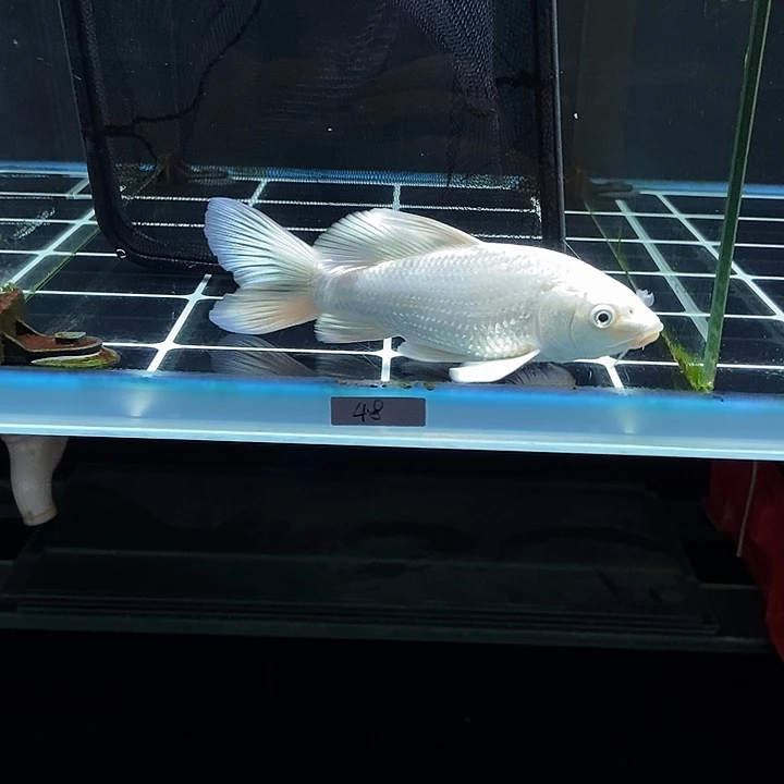 执***涯蝴蝶鲤白色蝴蝶鲤48号