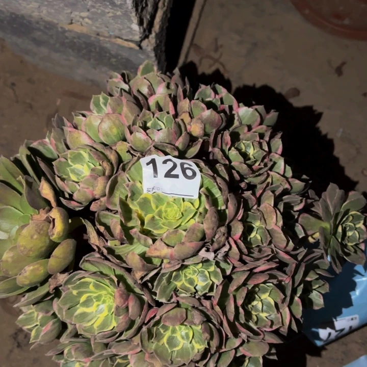 126海仙多肉植物不售后