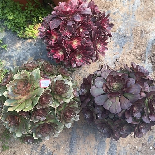 多肉植物万拉丝金丝雀万圣节5号