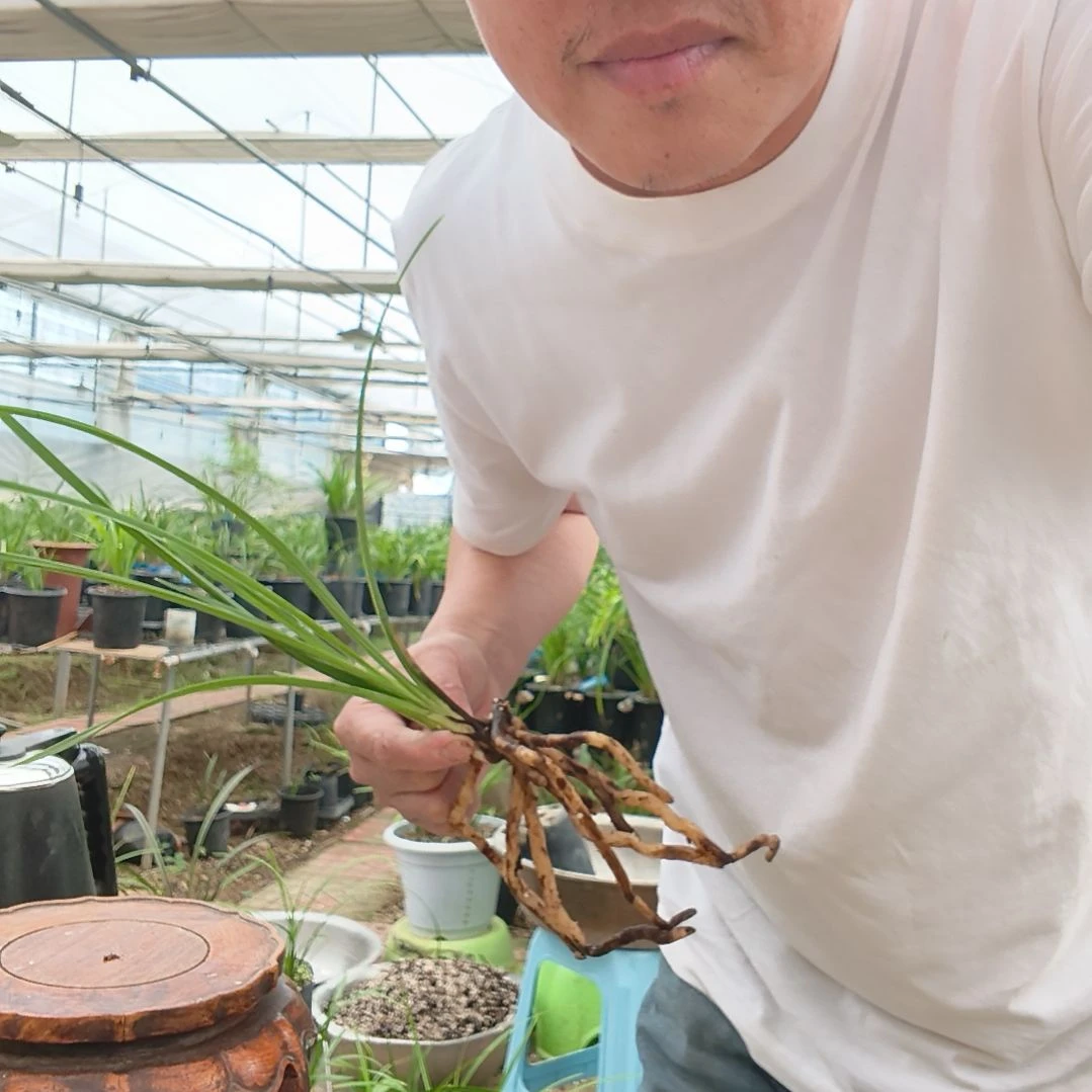 也***晴无花朵蕙兰江南新极品兰