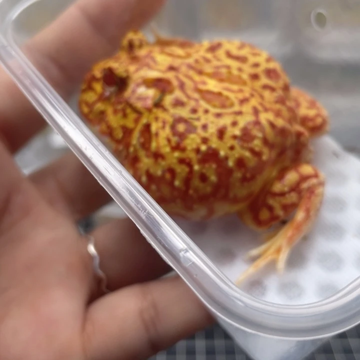 角蛙微微微瑕火龙057