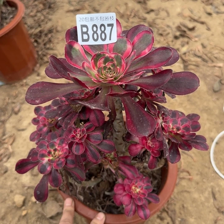丽娜……多肉植物……
