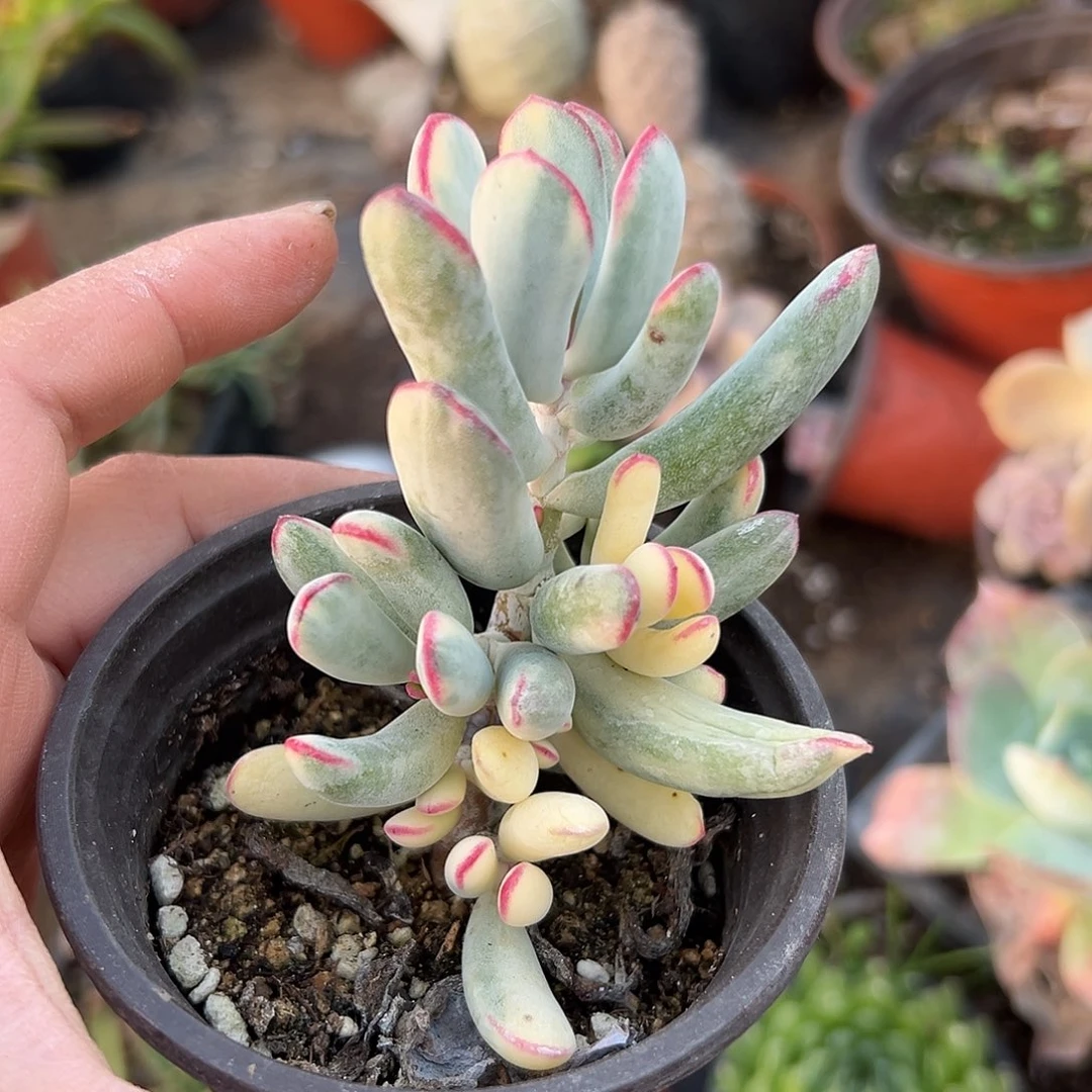 多肉植物棒叶福娘锦