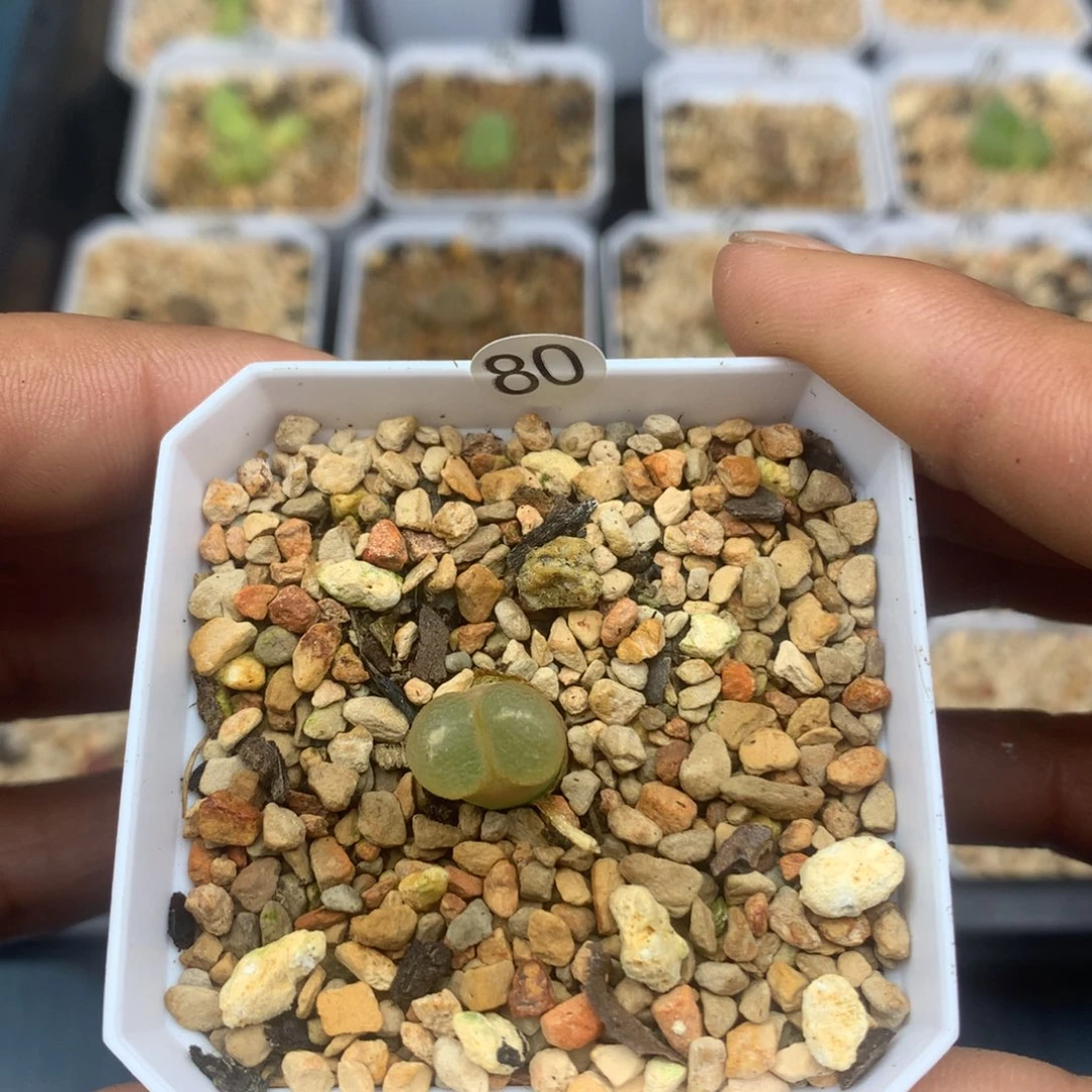 80号多肉植物风铃