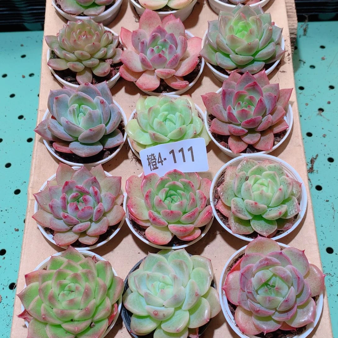4-111一物一拍多肉带盆18颗