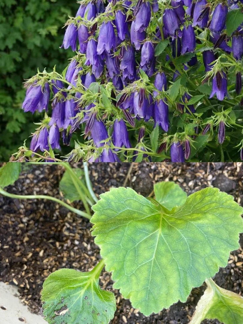 [紫斑风铃撒托伊思] 130口径1盆（紫色） 基地直发盆栽宿根室内庭院