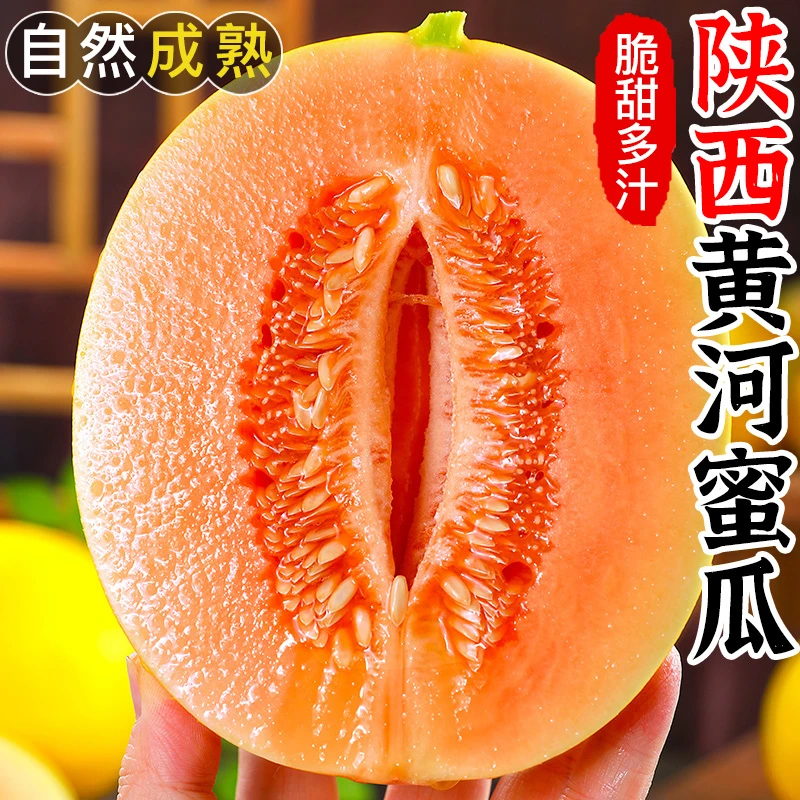 【甜蜜爆汁】陕西黄河蜜瓜黄金蜜瓜脆甜香瓜新鲜水果采摘3/4.5-5斤