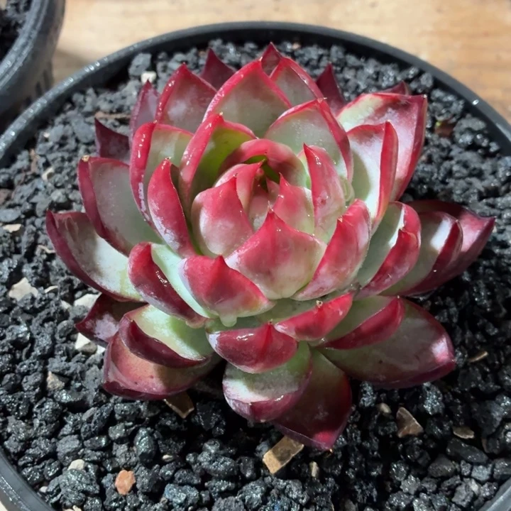 开播福利惊鸿仙子