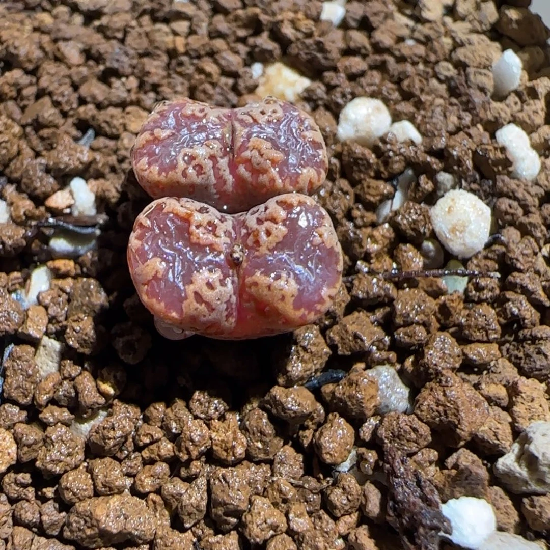 肉锥多肉植物组合-3km勋章1723