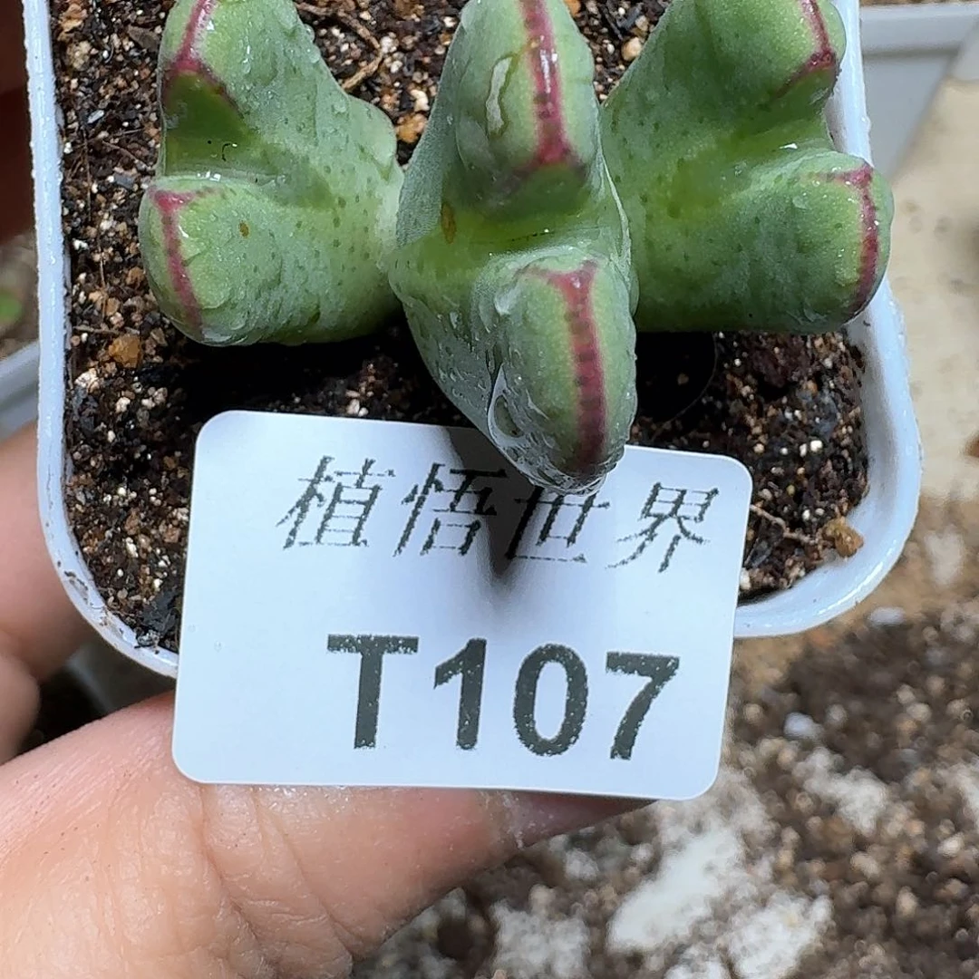 107盒多肉植物哇dv