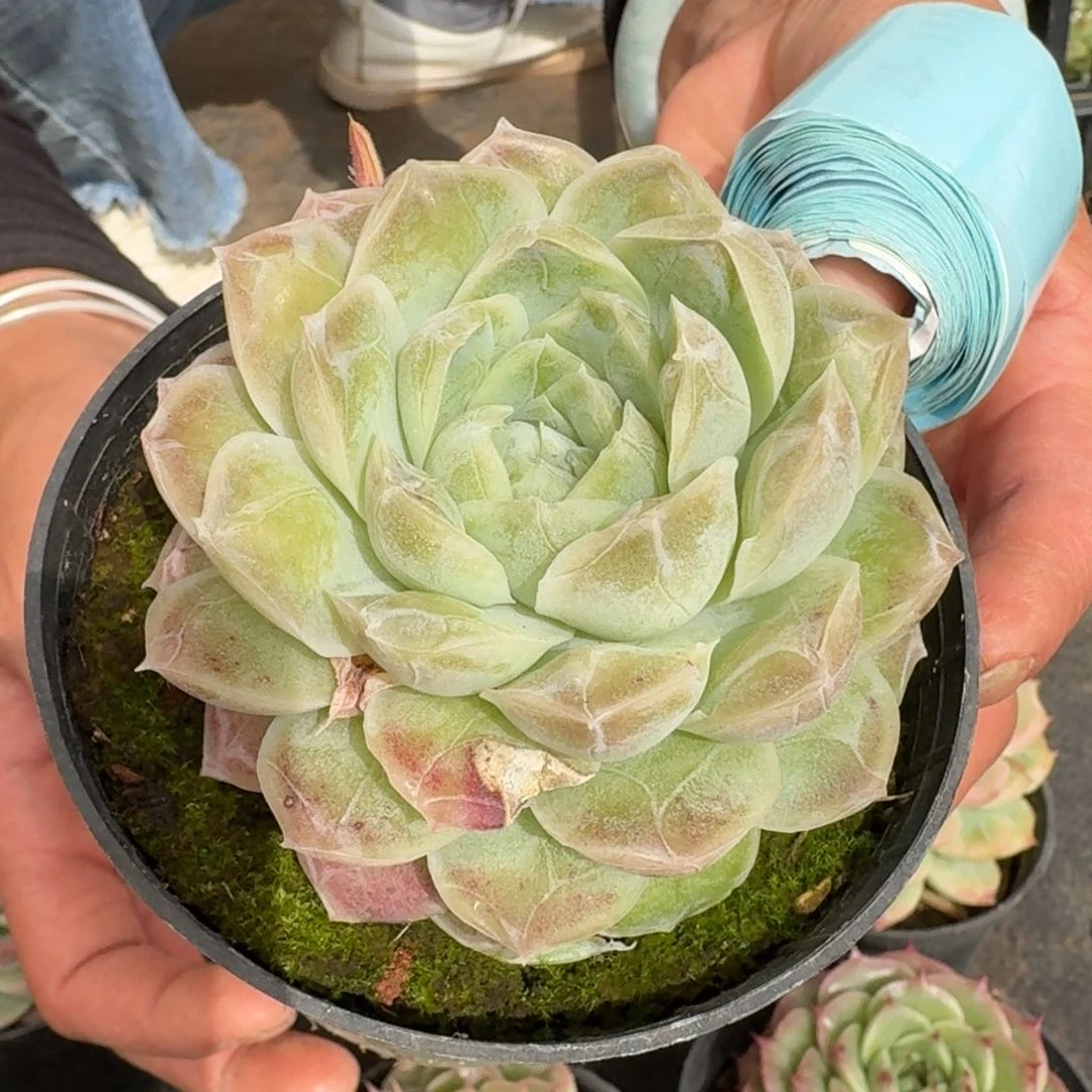 多肉杂交一物一拍25-112