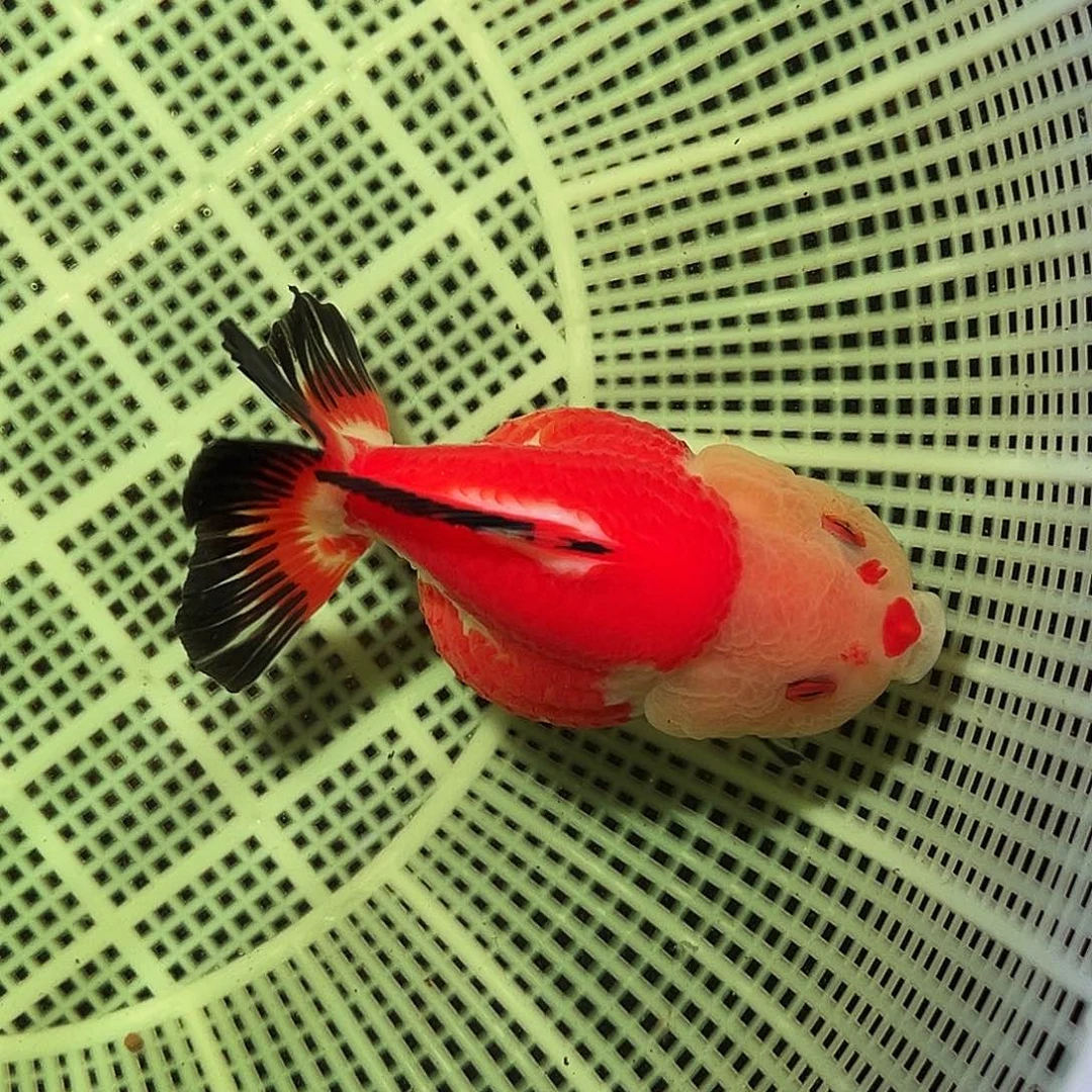 金鱼精品泰狮玛丽玉面红袍
