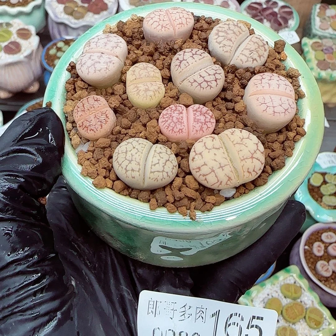 生石花18包邮0930-165