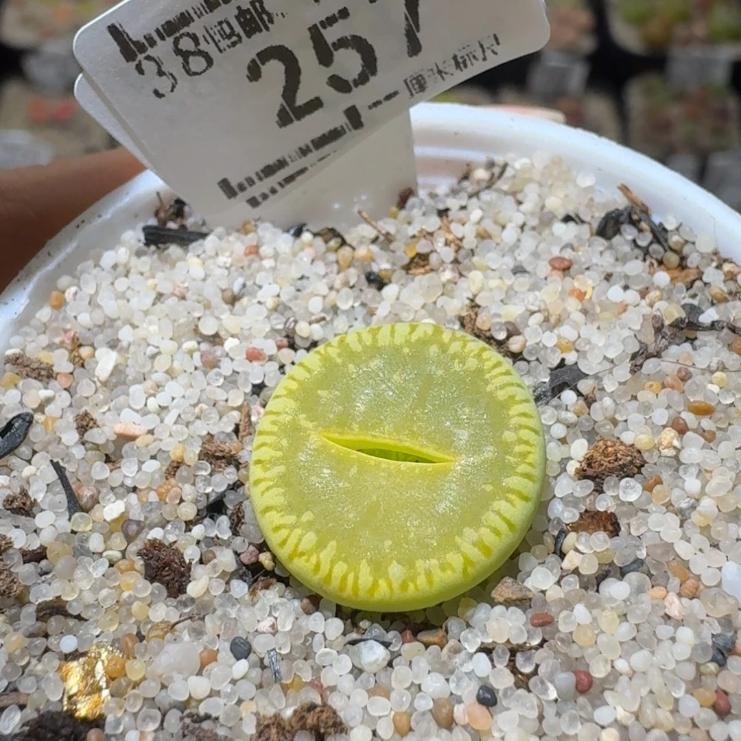 Sss精品清仓款257