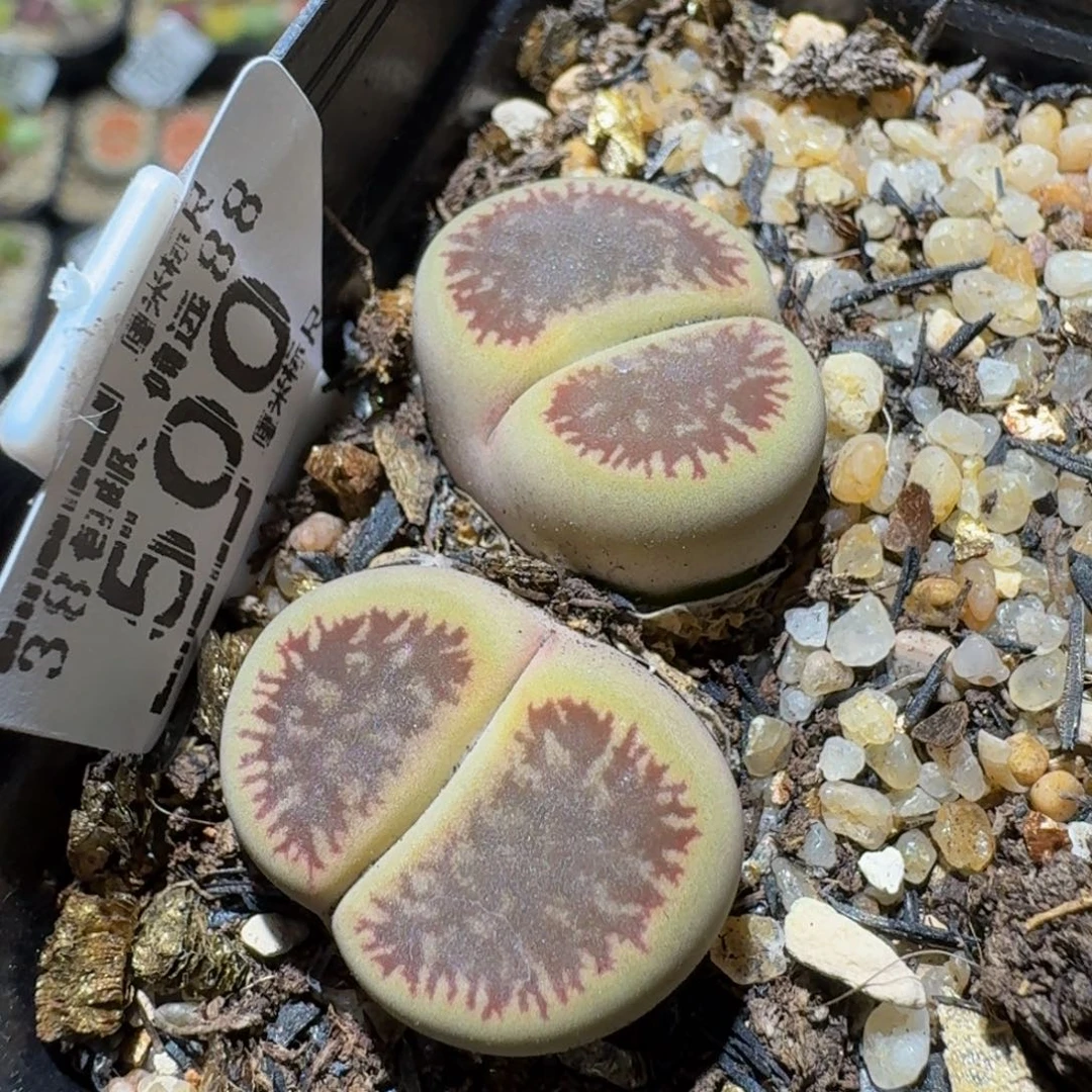 Ssss精品生石花500就一个