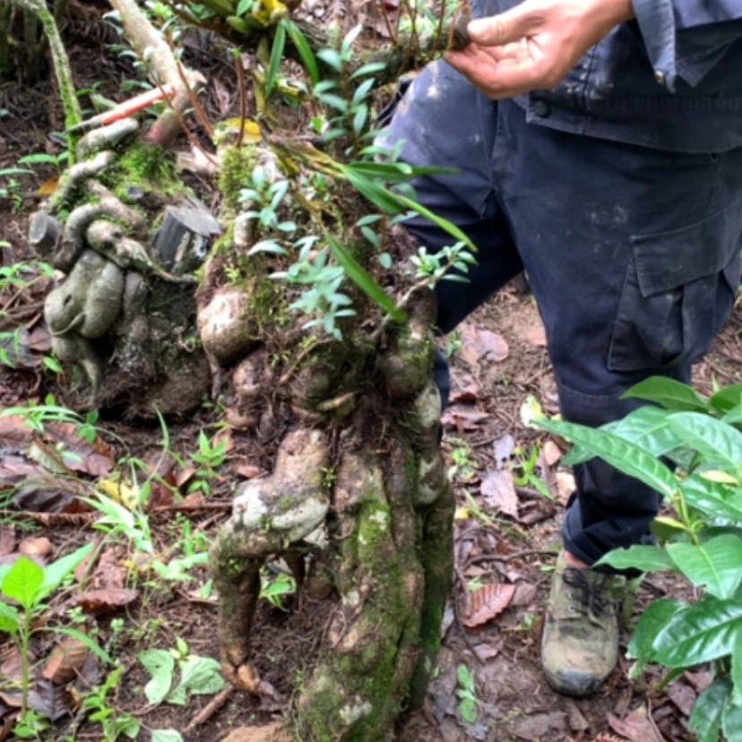 【闪购商品】无花朵