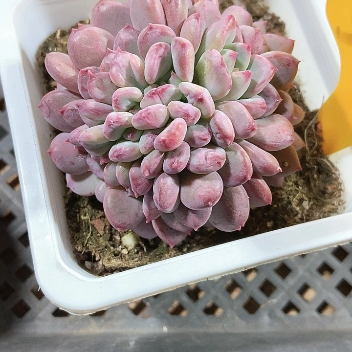 多肉植物缀化569