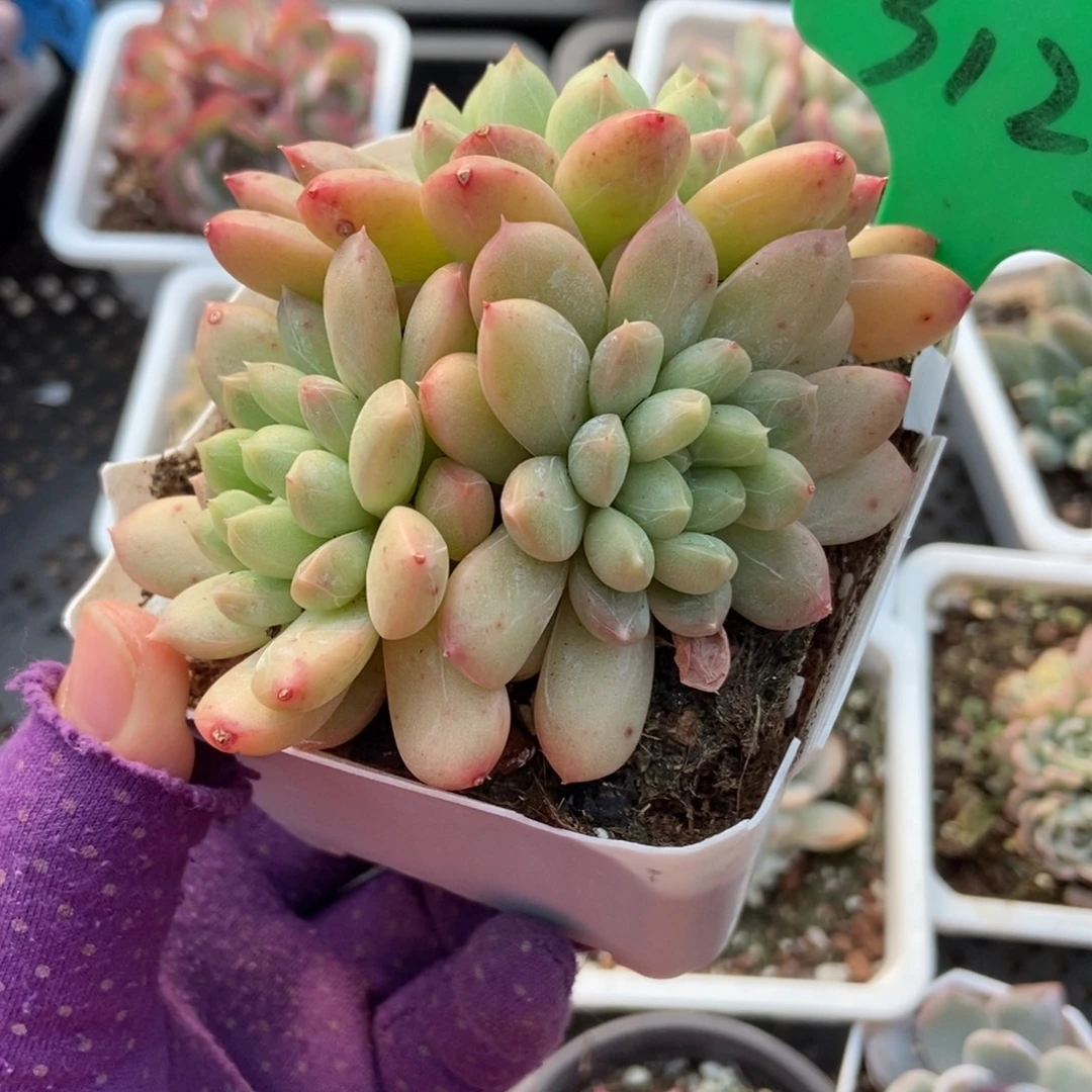 3125百搭翡翠多肉植物