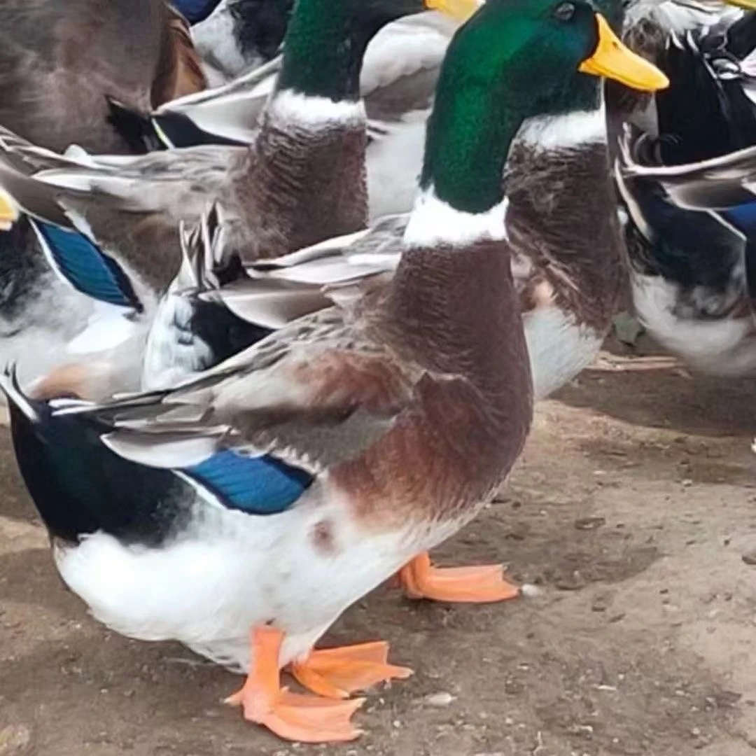 本地青头鸭肉顺丰冷链空运包邮农村自己养的老鸭肉五谷杂粮