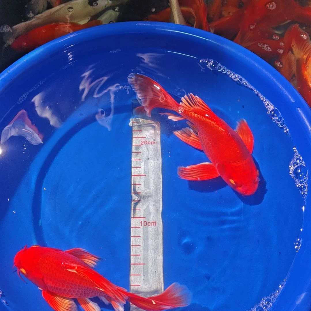 中国大陆冷水观赏鱼蝴蝶鲤