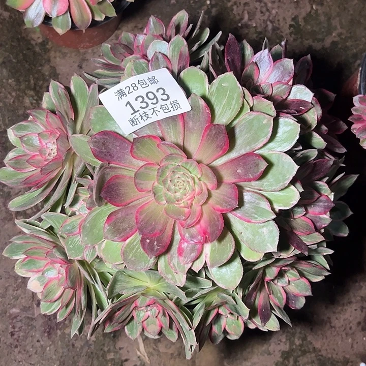 1393莲花座多肉植物