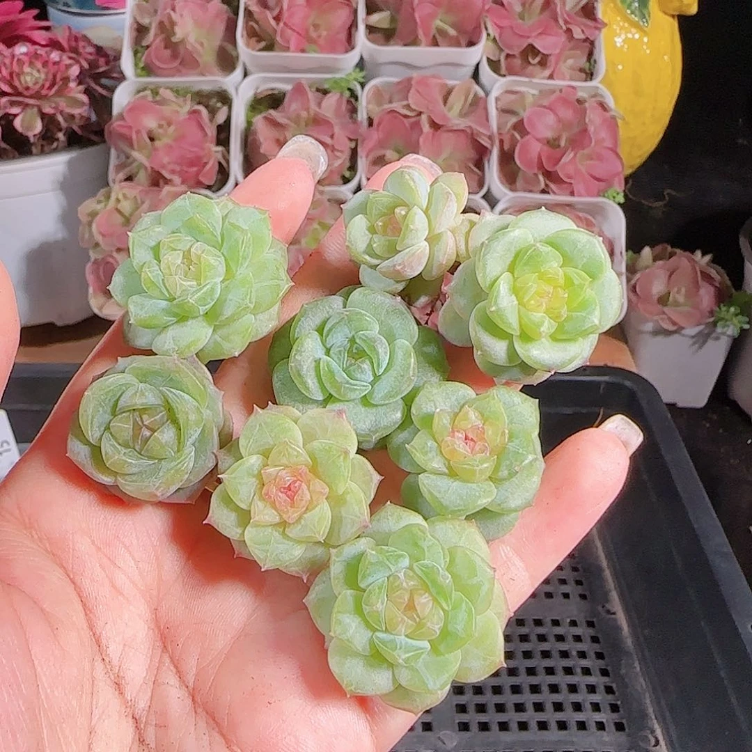 0714---16糖心珍妮